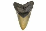Serrated, Fossil Megalodon Tooth - North Carolina #299032-1